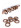 Black walnut